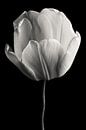 Tulipe noir et blanc par Steffen Sebastian Schäfer Aperçu
