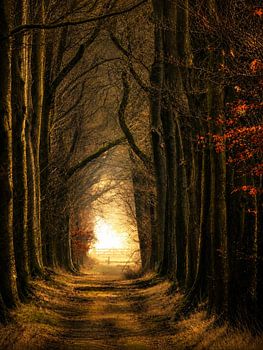 Un lever de soleil magique dans la forêt