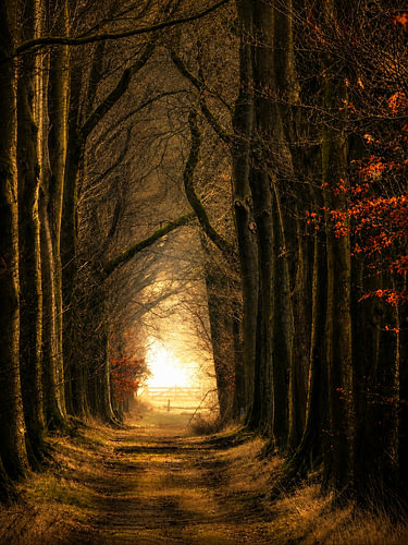 Magischer Sonnenaufgang im Wald