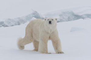 Eisbär-Porträt