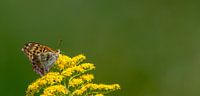 Butterfly on yellow blossom