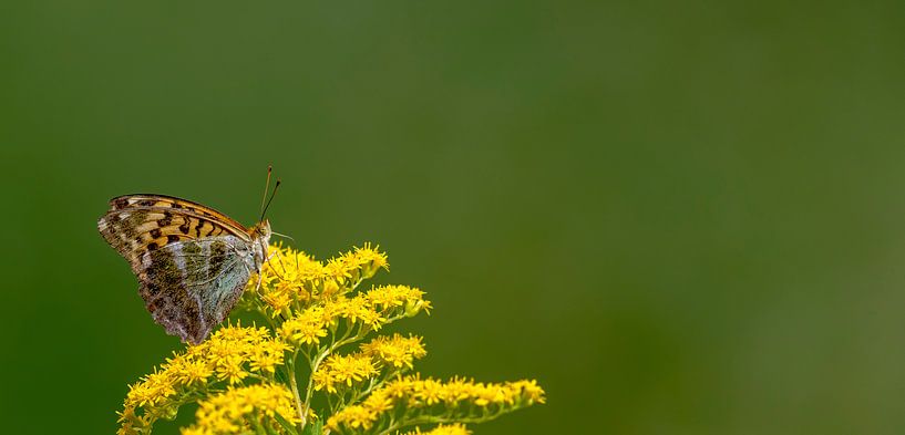 Butterfly on yellow blossom by Hans-Jürgen Janda
