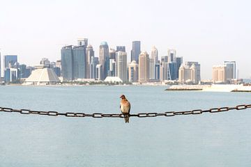 Duif siert de skyline van Doha, Qatar van Daisy Renders