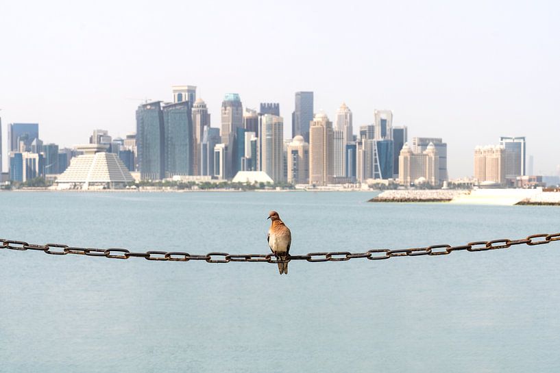 Duif siert de skyline van Doha, Qatar van Daisy Renders