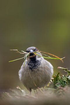 Sparrow to build a nest by Patrick van Os