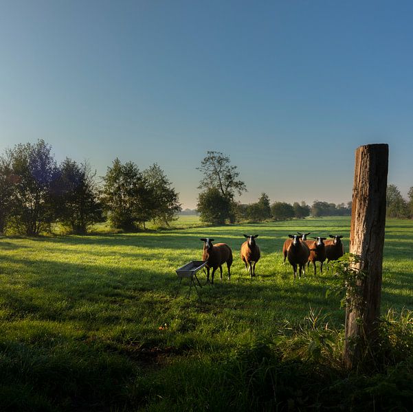 Sheep in the meadow by Bo Scheeringa Photography