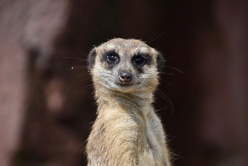 The charm of the meerkat: A close-up of a curious resident of the savannah by Beelden van Bo