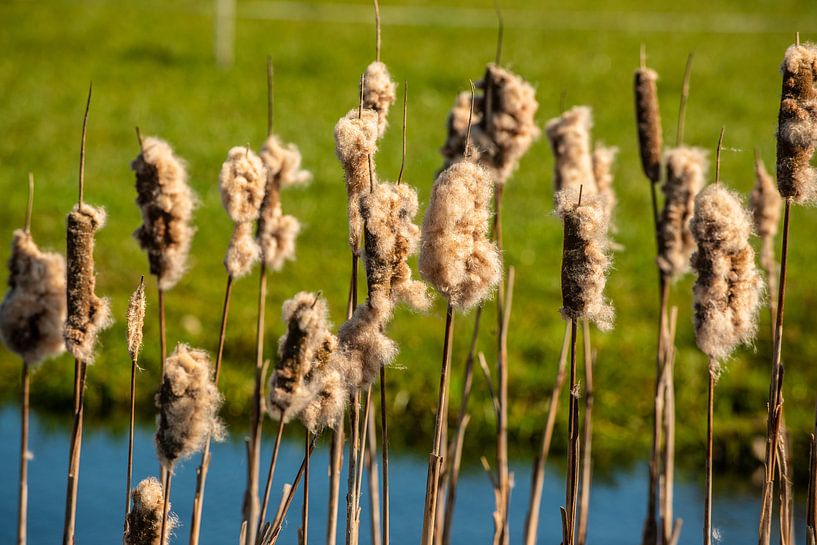 Spring with blossomed reeds by Brian Morgan