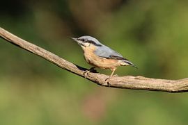 Nuthatch by Rodney Pauwels