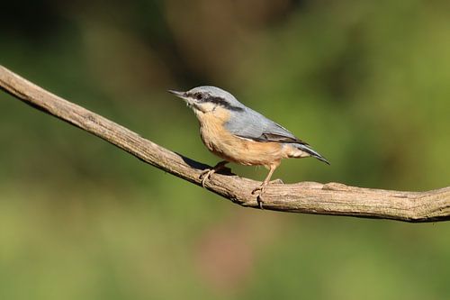 Nuthatch