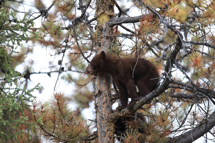 Black bear cub in Banff National Park, Alberta, Canada by Frank Fichtmüller