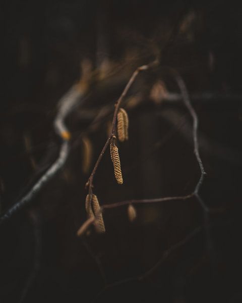 Herfst takken van Pim Haring