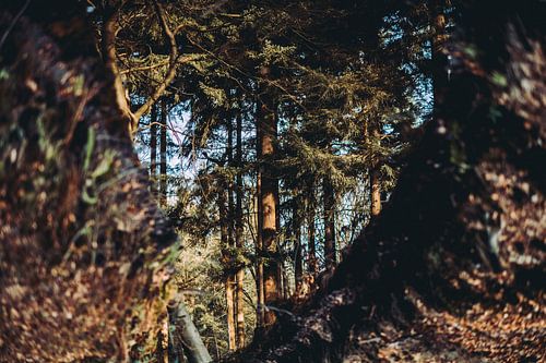 Abstract Nature photography Forest through reflection autumnal shades