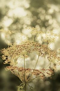 Tournesols. En vert olive et beige.
