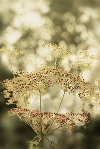 Screenflowers. In olive green and beige. by Alie Ekkelenkamp