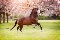 Galopperend paard onder de bloesembomen