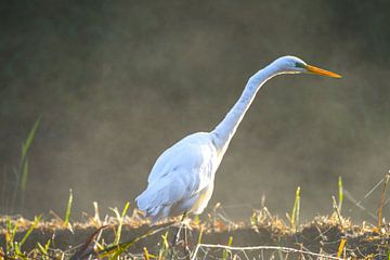 Ein Reiher tritt aus dem Schatten. von Stobbe; stiltegrafie