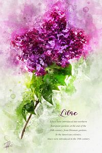 Lilas