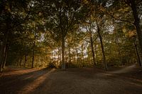 sunset in the forest
