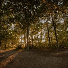 coucher de soleil dans la forêt sur Evert Jan Heijnen