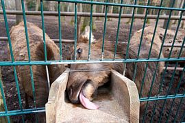 Altai Maral Wapitis deer licking for food with tongue by creativcontent