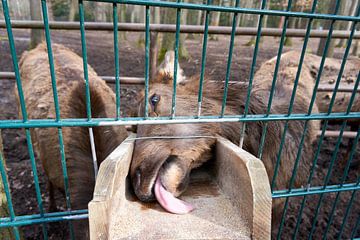 Altai Maral Wapitis hert dat met tong naar voedsel likt van creativcontent
