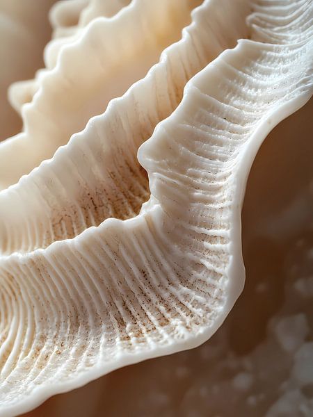 Wavy corals by haroulita