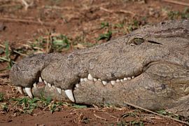 Crocodile du Nil en Afrique du Sud