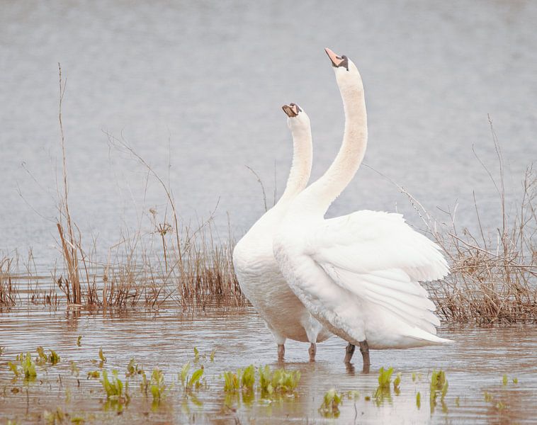 Schwan-Duo von natascha verbij