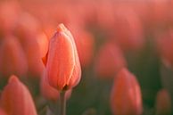 Tulpen in der Morgensonne von Harmen Mol Miniaturansicht
