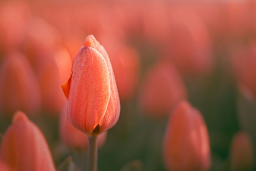 Tulpen in der Morgensonne von Harmen Mol