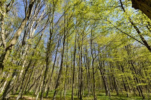 Rad- Wanderweg  entlang am Naturstrand in der Goor