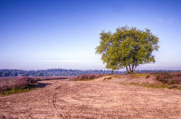 Ermelose heide by Remy Snippe