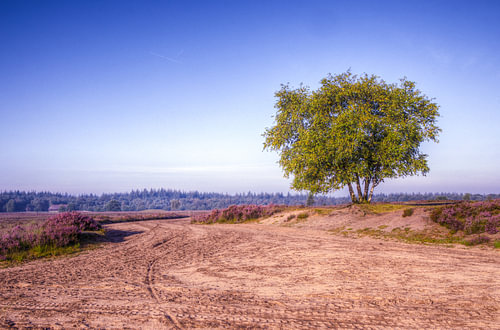 Ermelose heide