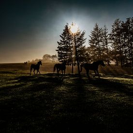 les chevaux sur benjamin Gilson