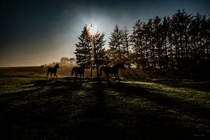 de paarden van benjamin Gilson