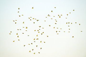 Lilian's lovebirds, South Luangwa NP,  Zambia van Ed van Loon