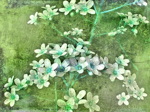 Bloemen Mos-saxifrage groen