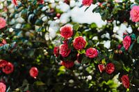 Rozen
