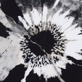 Chromatic Storm Studio photo de profil