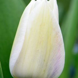 Een witte tulp van Gerard de Zwaan