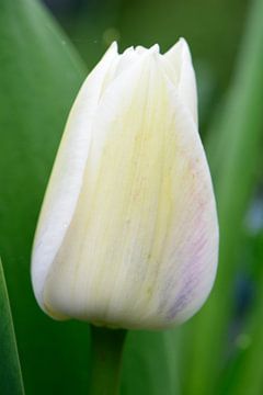 A white tulip