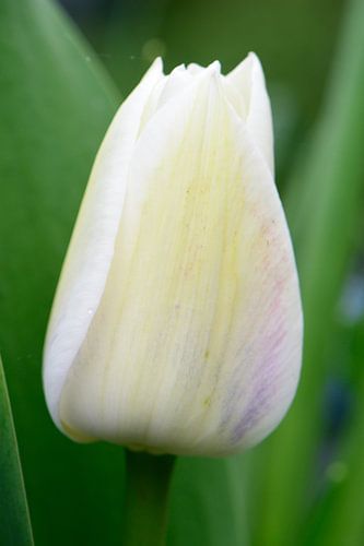 Eine weiße Tulpe von Gerard de Zwaan