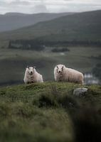 Schapen in Schotland IV