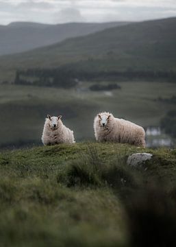 Schafe in Schottland IV von fromkevin