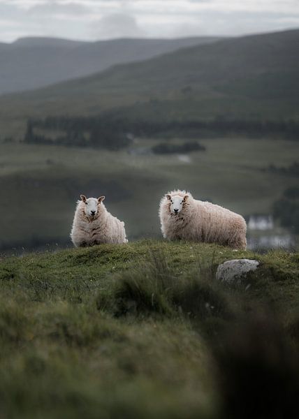 Moutons en Ecosse IV par fromkevin