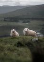 Schafe in Schottland IV von fromkevin Miniaturansicht