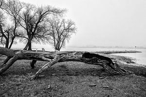 Landschaft mit Nebel und altem Baum in Werkendam
