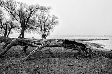 Paysage avec brouillard et vieil arbre à Werkendam sur Rob van der Teen