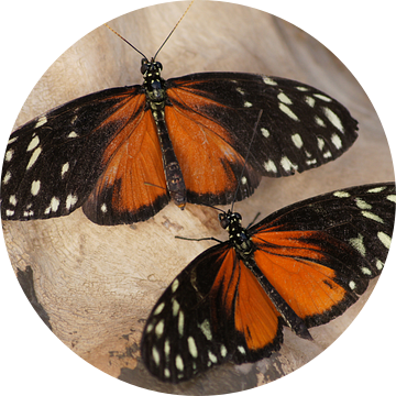 Monarchvlinders van Ronald en Bart van Berkel